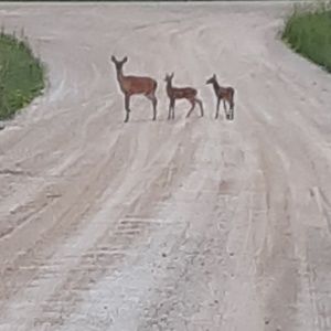 Meet your Posher, Jeanie